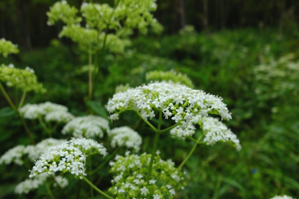 e0304001_08084014.jpg