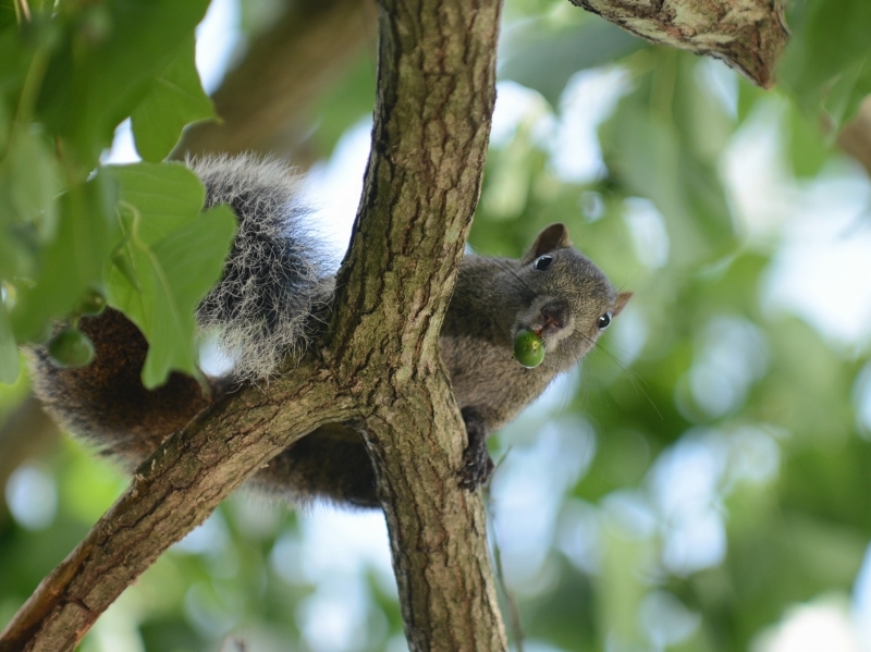 タイワンリスと秋の金沢動物園_a0164204_07052328.jpg