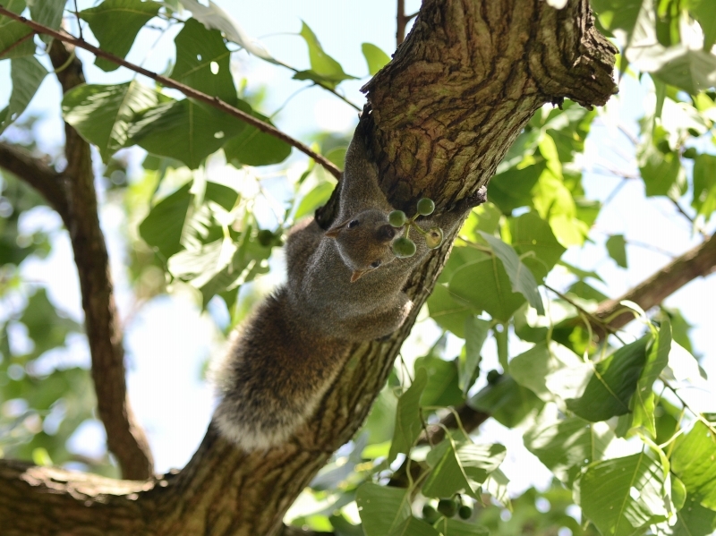 タイワンリスと秋の金沢動物園_a0164204_07295042.jpg