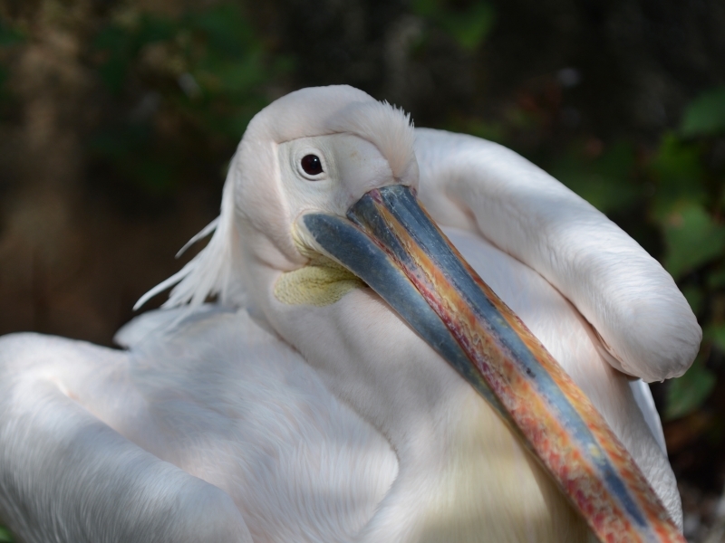 タイワンリスと秋の金沢動物園_a0164204_07312616.jpg