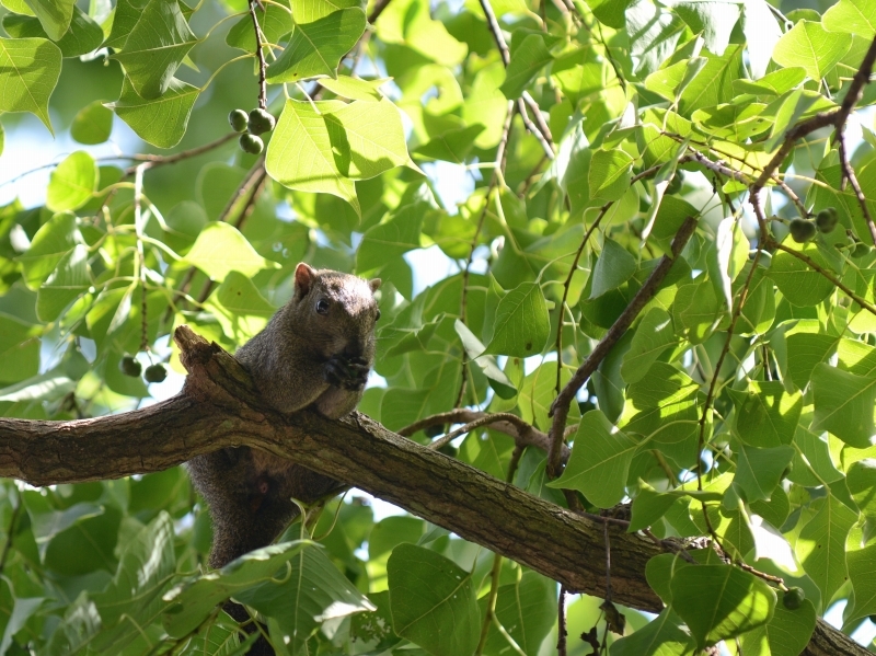 タイワンリスと秋の金沢動物園_a0164204_07424006.jpg