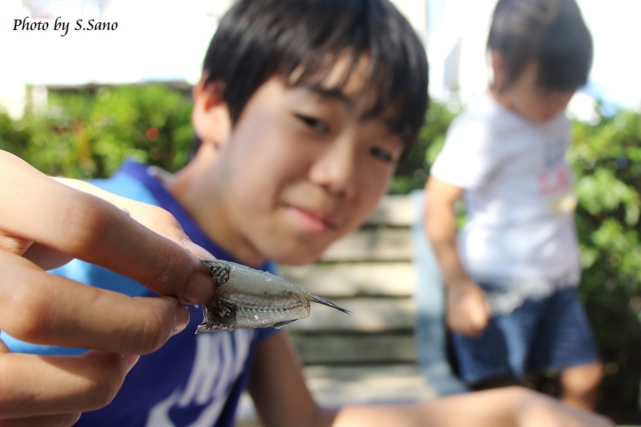 侍従川のハゼ釣り大会(2016)_b0348205_22403107.jpg