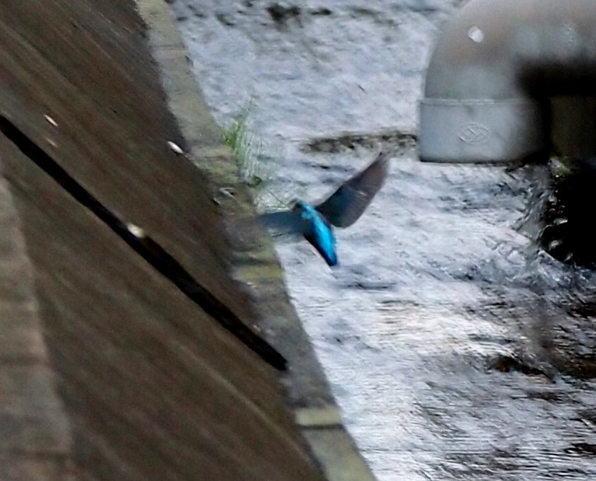 雨は上がったが、雲は厚く蒸し暑い\'16/10/02_d0048812_11481169.jpg