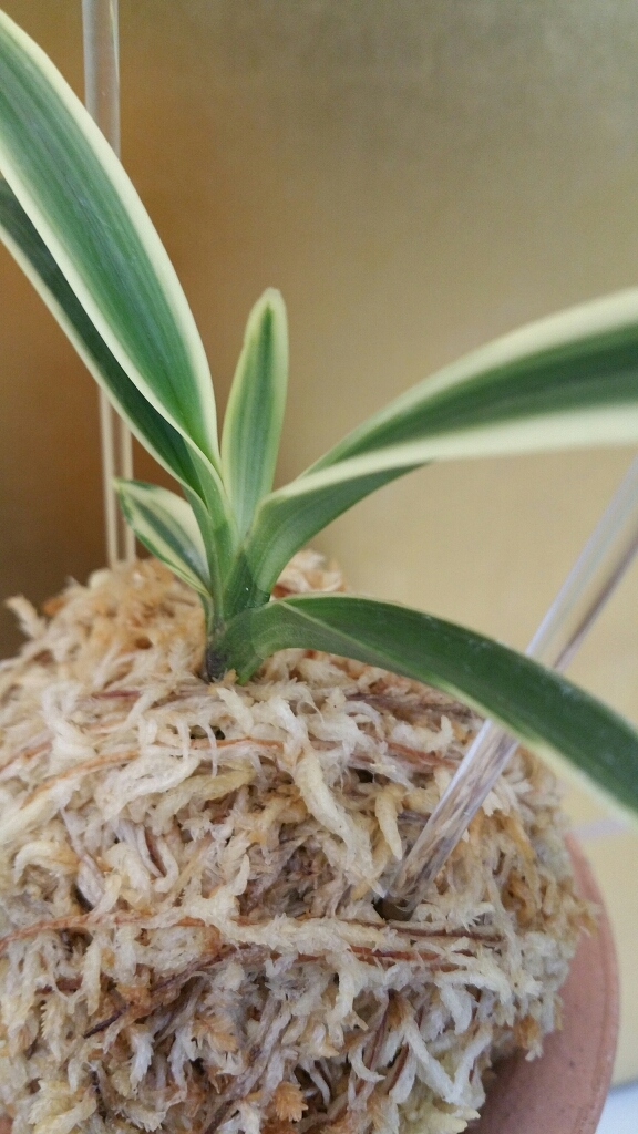 円窓 : □ サムライ オーキッド □ 富貴蘭 セレクトショップ 円窓 : □ サムライ オーキッド □ 富貴蘭 セレクトショップ