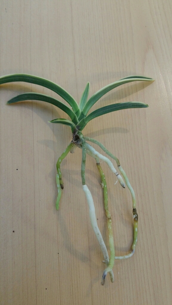 円窓 : □ サムライ オーキッド □ 富貴蘭 セレクトショップ 円窓 : □ サムライ オーキッド □ 富貴蘭 セレクトショップ