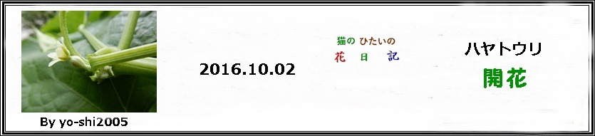 はやとうりの花咲きはじめ_e0033229_16393281.jpg