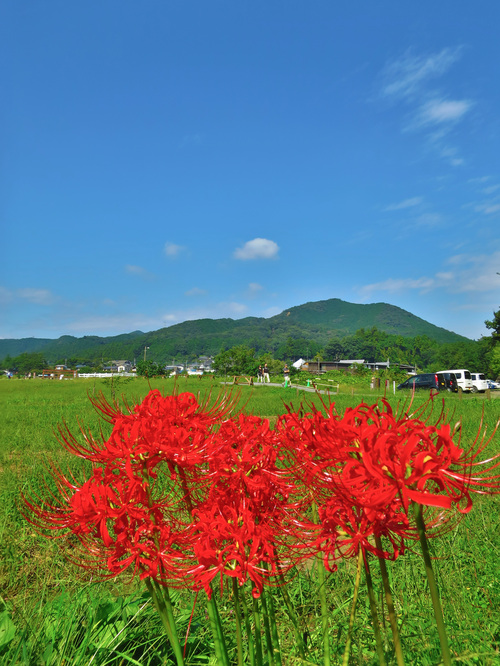 2016.10.2曼珠沙華(巾着田)_e0321032_21582681.jpg