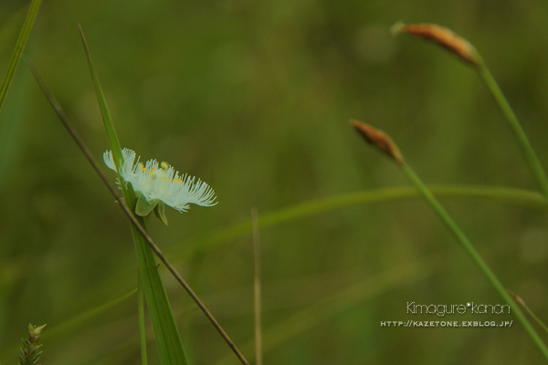 秋花さんぽ①**秋はアケボノ_b0197639_2252274.jpg