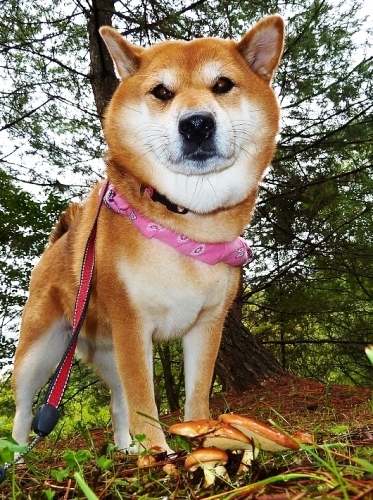 昔のブログに出ています③ キノコ狩り_b0314043_12503516.jpg