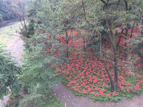 曼珠沙華まつり!_c0331145_22363473.jpg