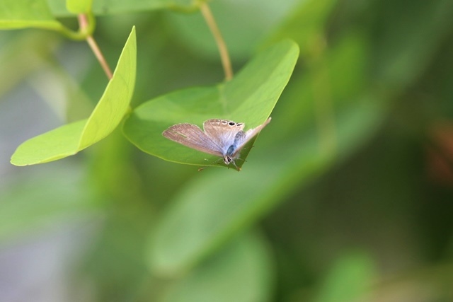  ウラナミシジミ と 豆の木_b0363649_22333515.jpg