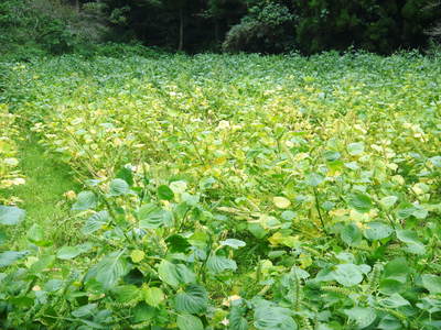 無農薬・無化学肥料で育てる「菊池水源産エゴマ」 『白エゴマ』の収穫スタート!_a0254656_18274366.jpg
