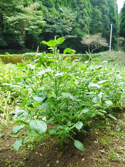 無農薬・無化学肥料で育てる「菊池水源産エゴマ」 『白エゴマ』の収穫スタート!_a0254656_18314813.jpg