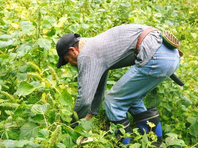 無農薬・無化学肥料で育てる「菊池水源産エゴマ」 『白エゴマ』の収穫スタート!_a0254656_19104848.jpg
