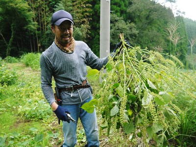 無農薬・無化学肥料で育てる「菊池水源産エゴマ」 『白エゴマ』の収穫スタート!_a0254656_19142946.jpg
