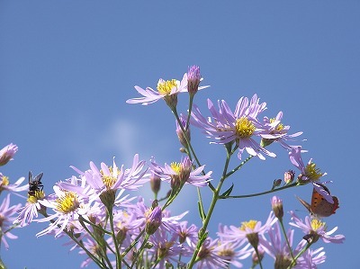 e0170863_23574342.jpg