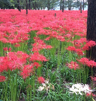 巾着田　曼珠沙華公園行ってきました。_c0076764_16443839.jpg