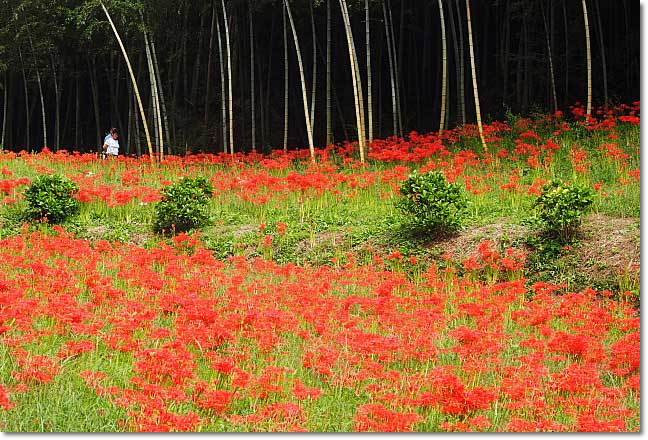 西蓮寺の曼珠沙華 彼岸花 そよ風になって