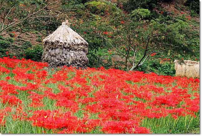 西蓮寺の曼珠沙華 彼岸花 そよ風になって