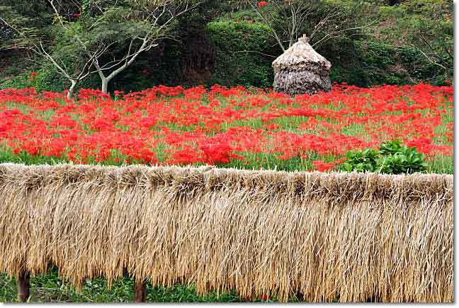 西蓮寺の曼珠沙華 彼岸花 そよ風になって
