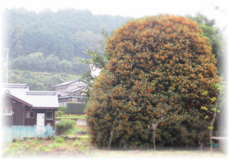 秋祭りの香り…♪_d0175974_201952.jpg