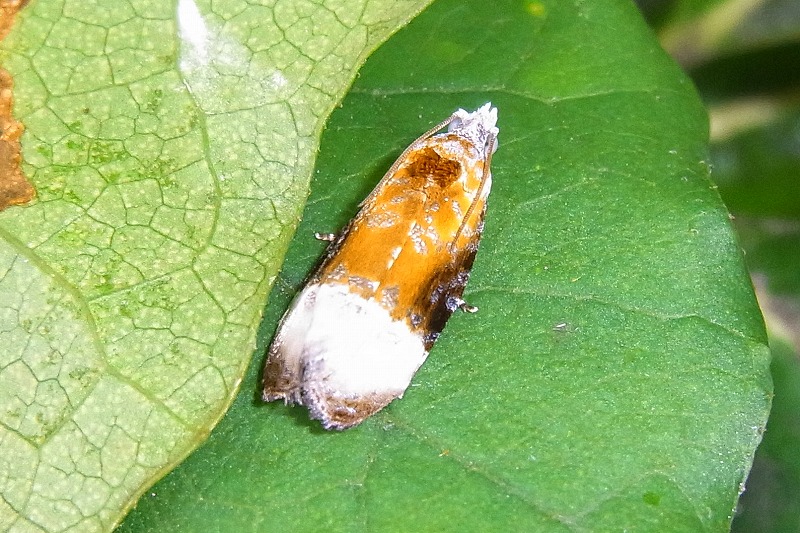e0046474_0202527.jpg