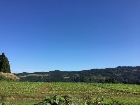サツマイモ収穫!_d0182179_18211251.jpg