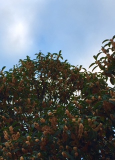f0149482_15225610.jpg