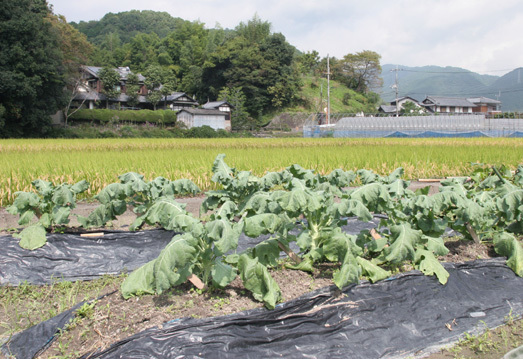 10月の伏見唐辛子は、まだまだ柔らかい。_f0229190_22043411.jpg