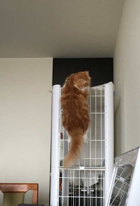 ネコだよね?_a0107193_13104146.jpeg