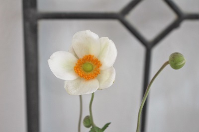 秋明菊(シュウメイギク)と 古いもの_d0249193_15582510.jpg