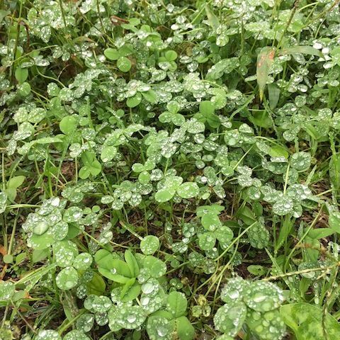 d0343297_10332845.jpeg