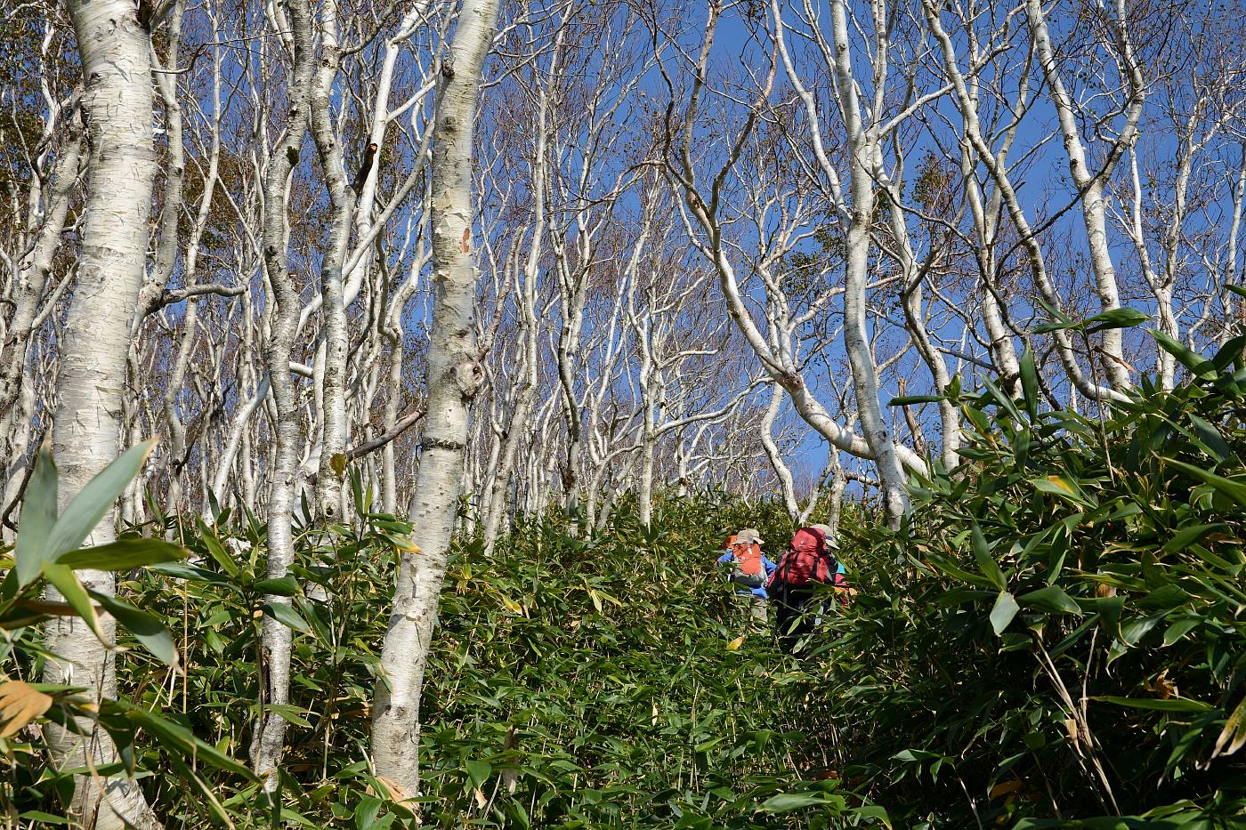 佐幌岳1059ｍ✮心地よい稜線歩き✮2016.10.2_a0248508_1321060.jpg