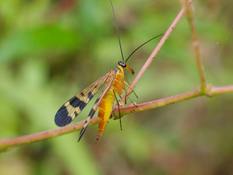 どこかで見たような顔の虫 昆虫ブログ むし探検広場