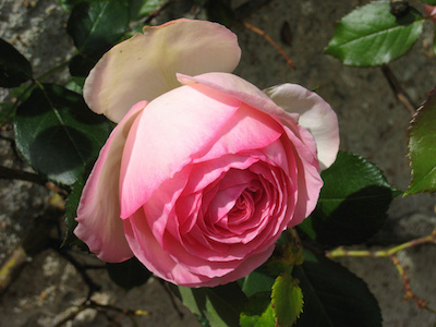 a0019212_1762630.jpg