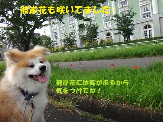 f0121712_07465197.jpg