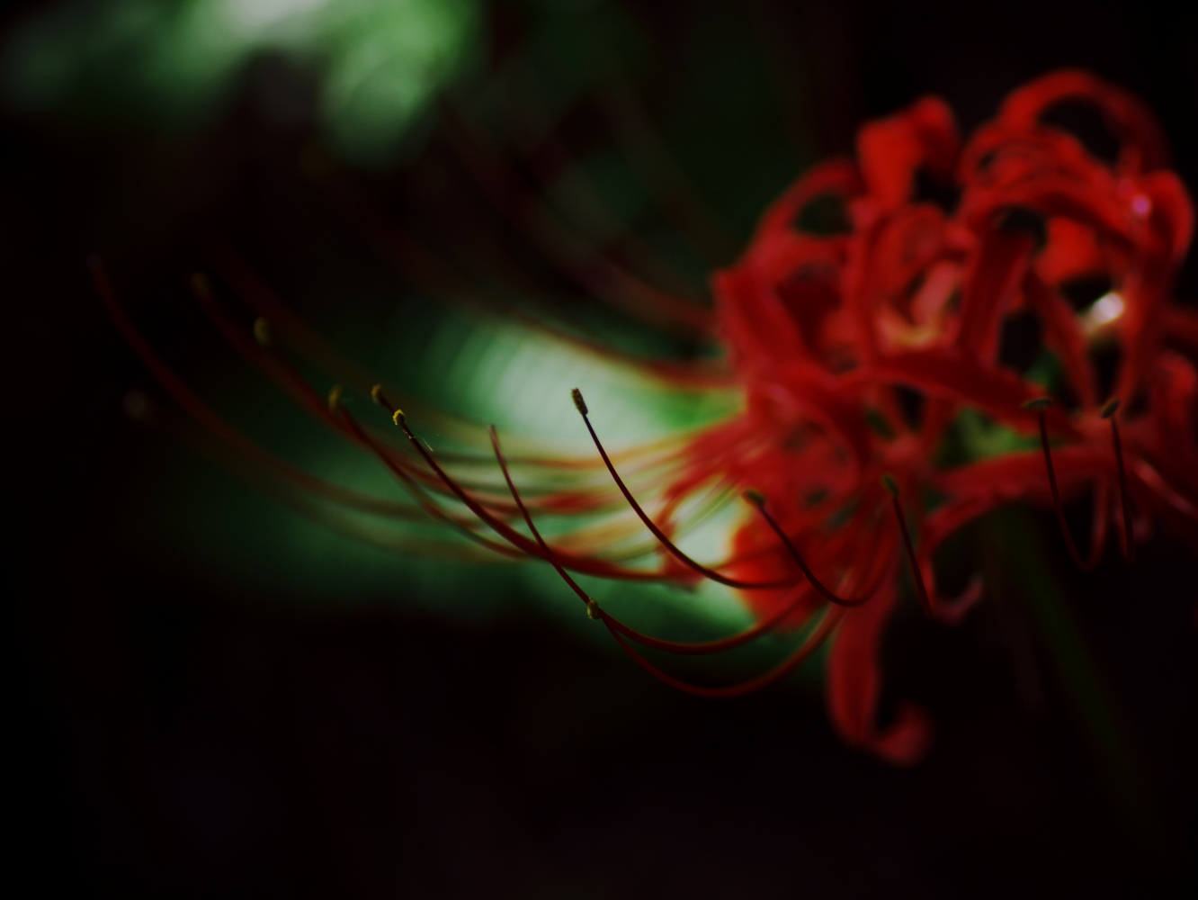 Red spider lily_e0169421_20275768.jpg