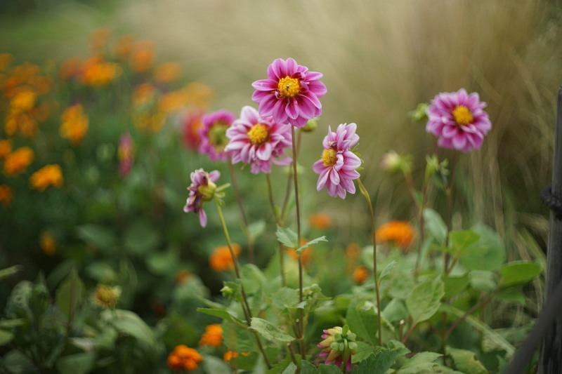 価格.com - コシナ フォクトレンダー HELIAR Vintage Line 50mm F3.5