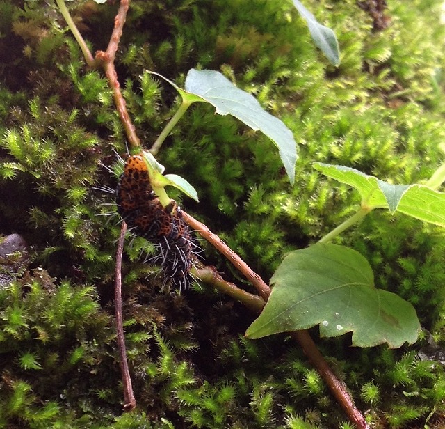 f0177529_1551525.jpg