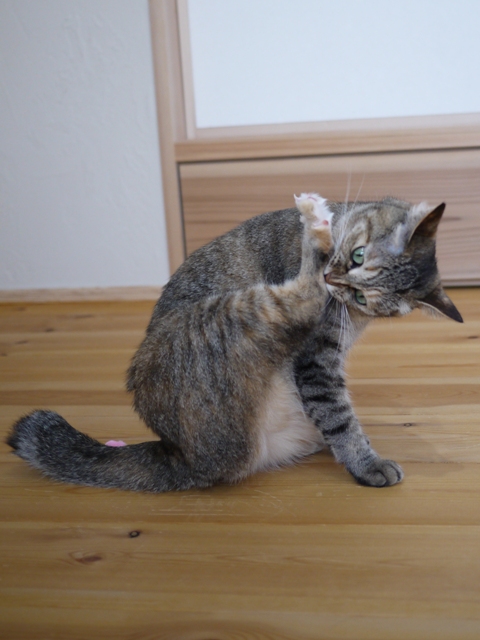 猫のお留守番 うたちゃんマチルダちゃん編。_a0143140_2255660.jpg