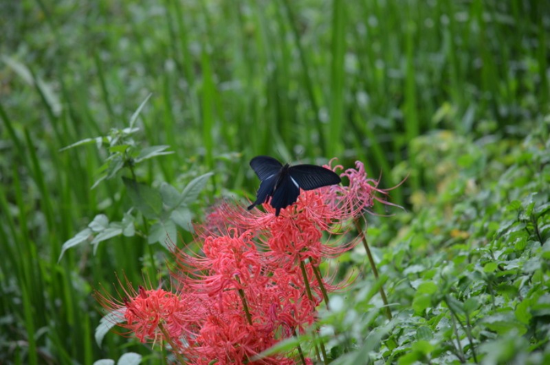 クロアゲハ♂　10月2日_d0254540_534443.jpg