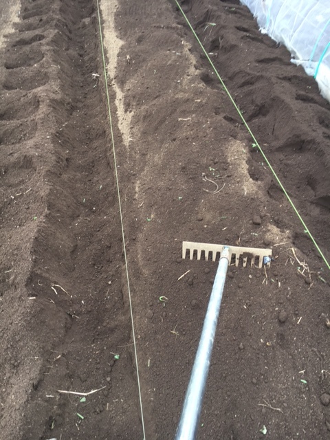 今朝は芽キャベツとカリフラワーの畝作製　定植です_c0222448_12102572.jpg