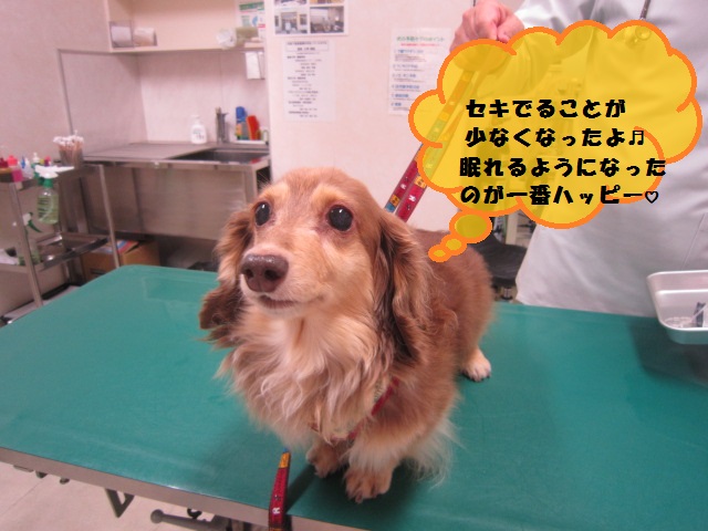 【2か月間セキが止まらず眠れなかったダックスフンド】_b0059154_11475285.jpg