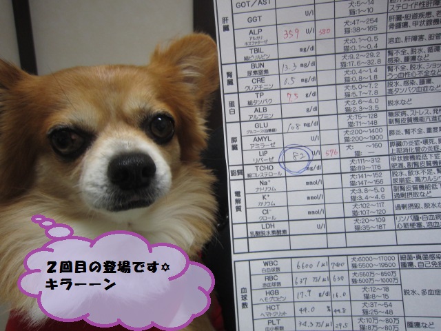 【慢性膵炎 576から82に!】_b0059154_1524659.jpg