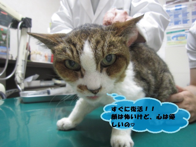 【23歳のねこ治療して次の日には良くなる】_b0059154_1691348.jpg