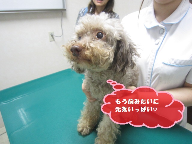 【子宮蓄膿症 トイプードル】_b0059154_9531934.jpg