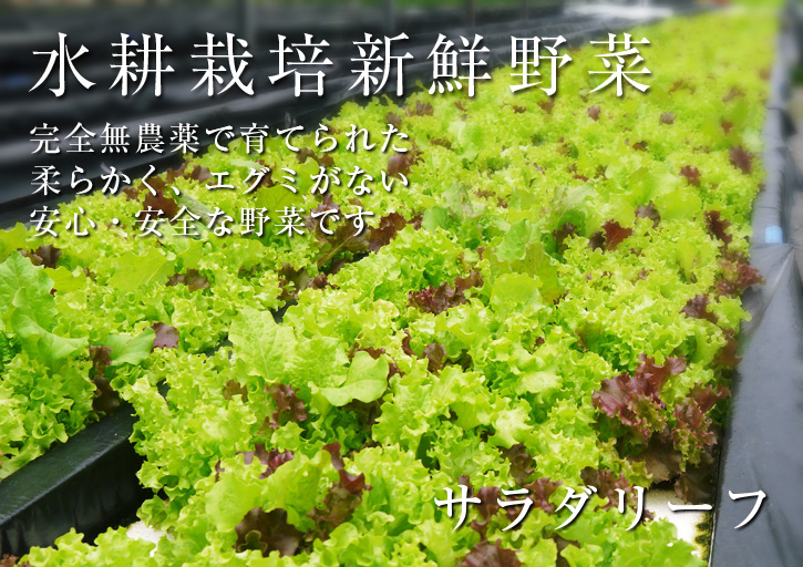 水耕栽培 無農薬で育てた朝採り新鮮野菜大好評発売中!美味しい生野菜食べてますか?_a0254656_185658100.jpg