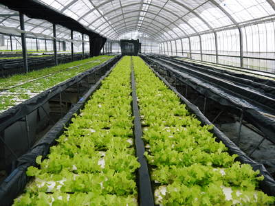 水耕栽培 無農薬で育てた朝採り新鮮野菜大好評発売中!美味しい生野菜食べてますか?_a0254656_19181250.jpg