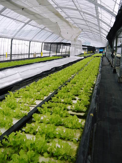 水耕栽培 無農薬で育てた朝採り新鮮野菜大好評発売中!美味しい生野菜食べてますか?_a0254656_19285157.jpg