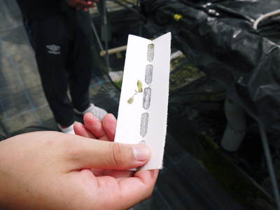 水耕栽培の新鮮野菜 朝採り新鮮野菜を即日発送!無農薬栽培の生野菜!今なら全商品がそろってます!_a0254656_1959278.jpg